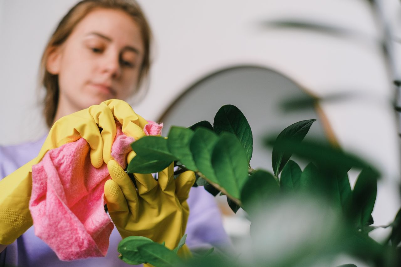 expertise-01 A woman cleans indoor plant leaves with gloves and cloth, focusing on plant care.